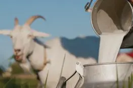 Goat Milk For Babies- Benefits Risks And Precautions