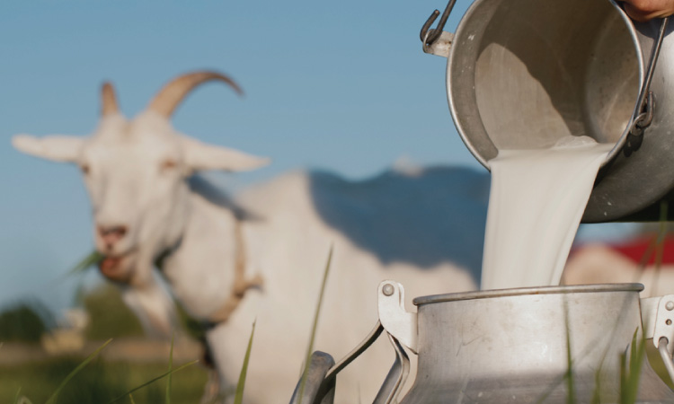 Goat Milk For Babies- Benefits Risks And Precautions - Mini Klub Parenting