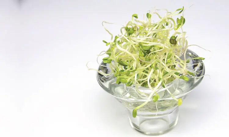Risks And Precautions When Eating Sprouts During Pregnancy