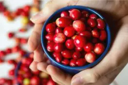 Is It Safe To Eat Cranberry During Pregnancy? Health Benefits And Risks
