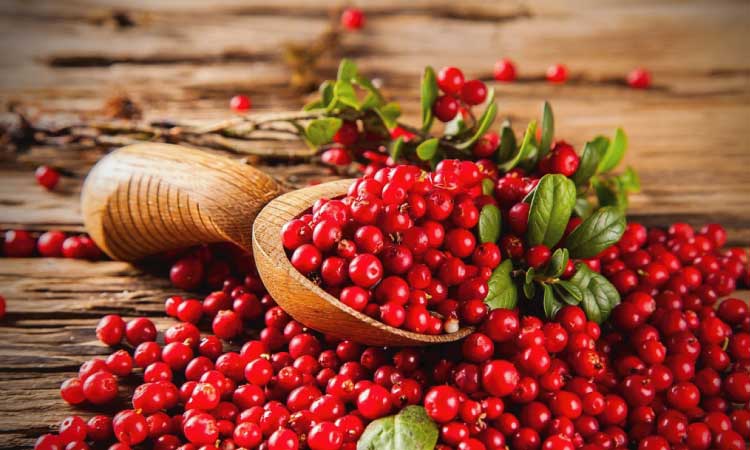 Risks And Side Effects Of Cranberry During Pregnancy