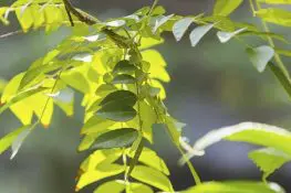 Curry Leaves During Pregnancy- Are They Safe?