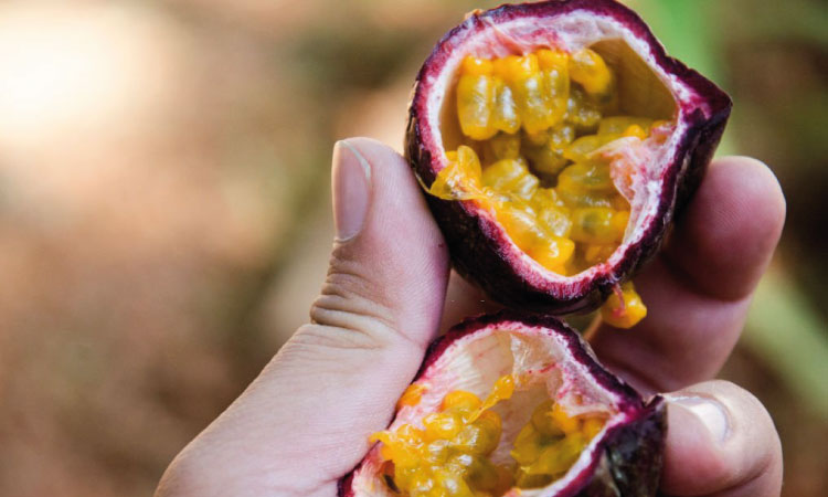 Is It Safe To Have Passion Fruit During Pregnancy
