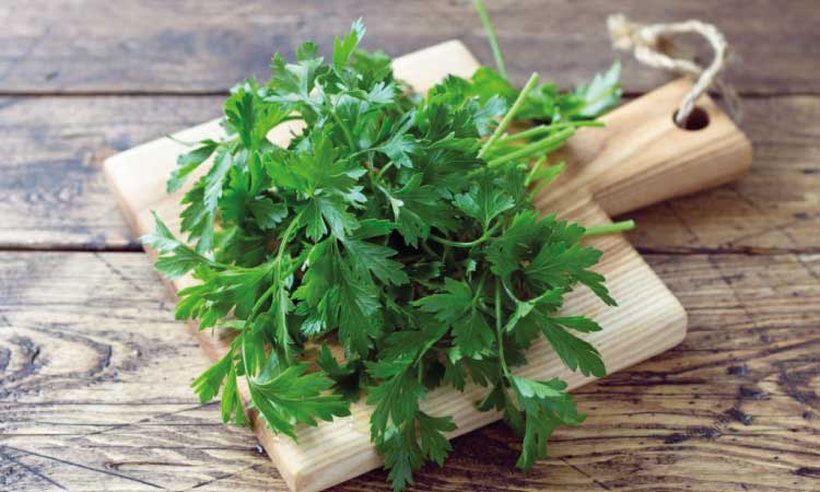 Nutrition Facts Of Coriander Leaves